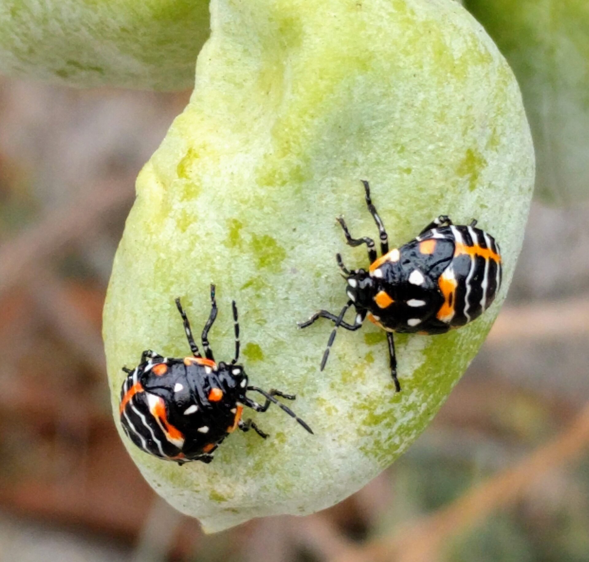 Leggings Canyon Apricot - 4Y – Beetles & Bugs