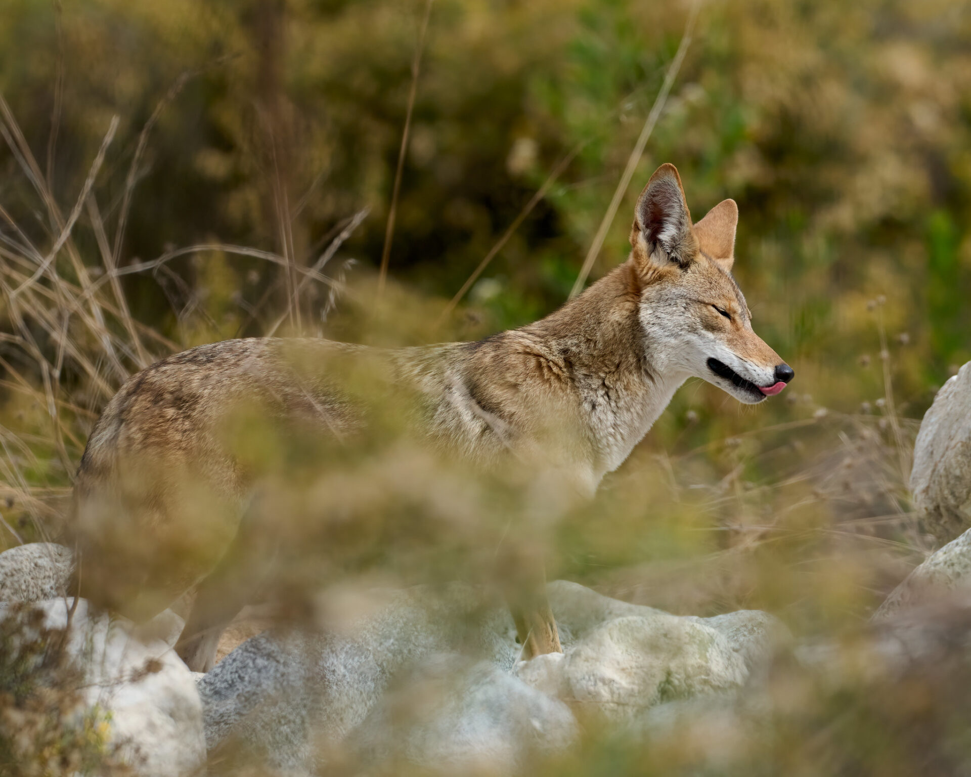 A small brown animal in the grass